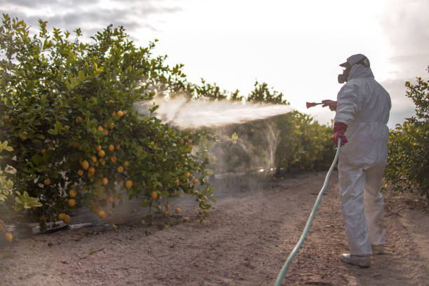 Best Affordable Pest Control Services  in Lindenhurst, IL